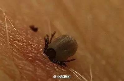 致命蜱虫是什么样子?认清这个夺命小虫的伪装 致命蜱虫是什么样子?认清这个夺命小虫的伪装