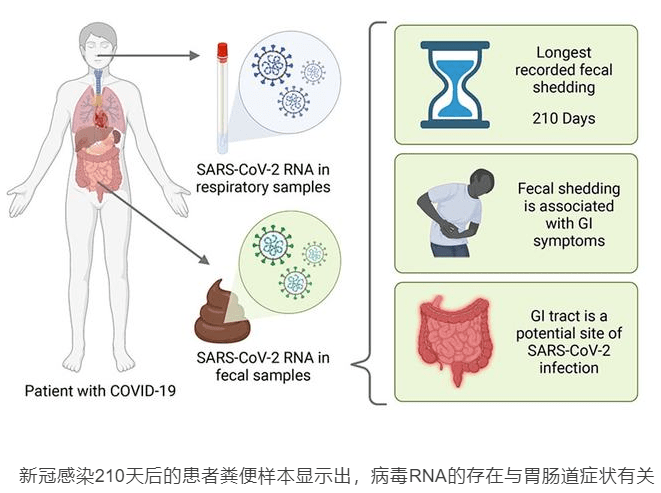 阳性拉肚子,新冠感染后的肠胃困扰与应对指南 阳性拉肚子,新冠感染后的肠胃困扰与应对指南