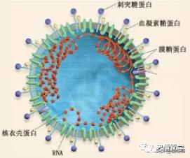 新冠病毒英文名称covid-19怎么读/新冠病毒英文名简写 新冠病毒英文名称covid-19怎么读/新冠病毒英文名简写