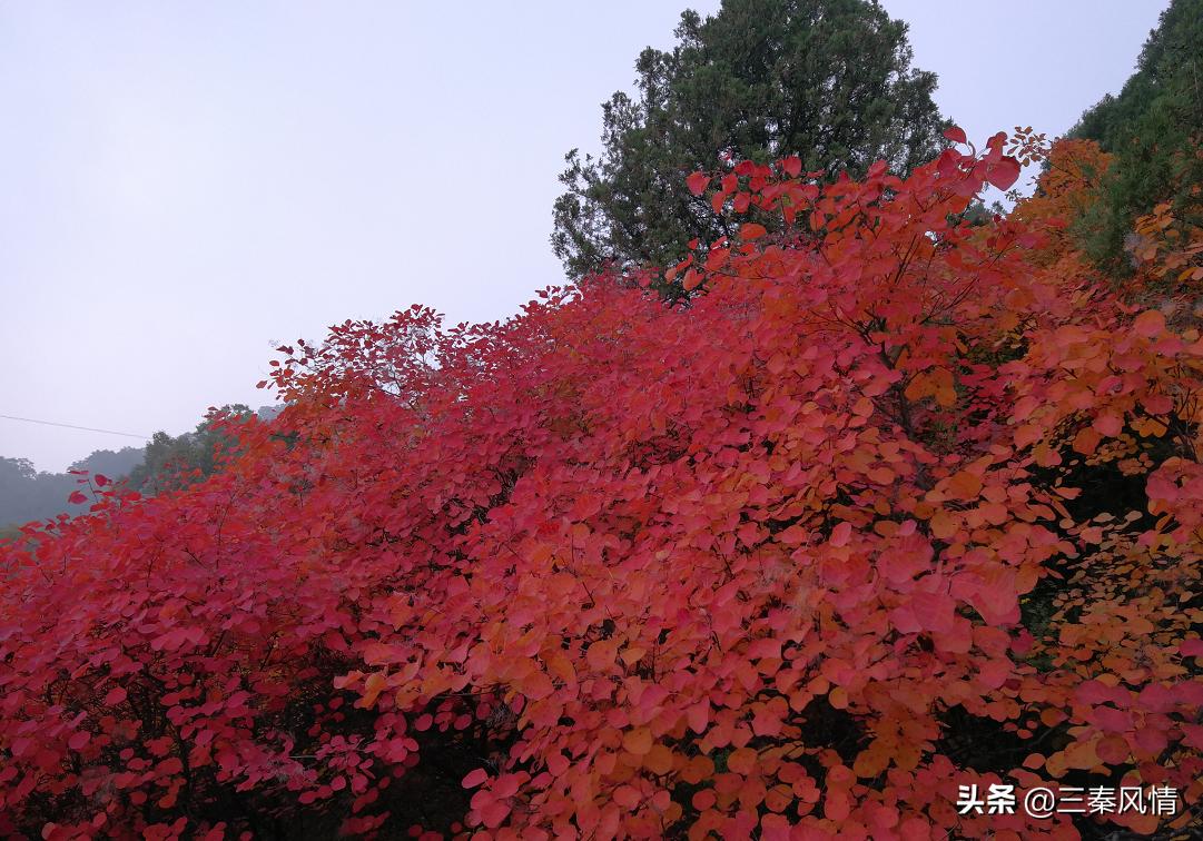 国庆北京旅游攻略,登香山,赏最美秋色 国庆北京旅游攻略,登香山,赏最美秋色