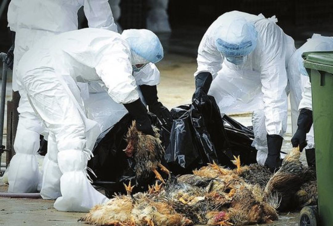 江苏禽流感最新消息2021年爆发地区(江苏禽流感最新疫情2021) 江苏禽流感最新消息2021年爆发地区(江苏禽流感最新疫情2021)
