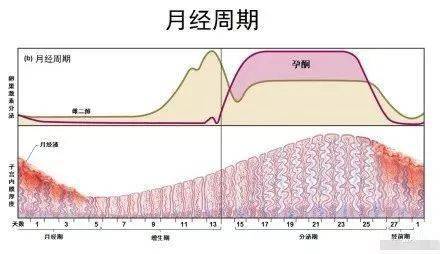 阳了会影响月经吗?解析新冠感染与月经周期的关系 阳了会影响月经吗?解析新冠感染与月经周期的关系