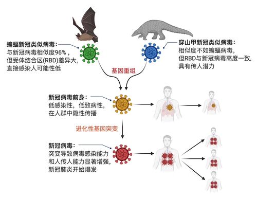 新冠毒株类型/新冠肺炎毒株分类 新冠毒株类型/新冠肺炎毒株分类