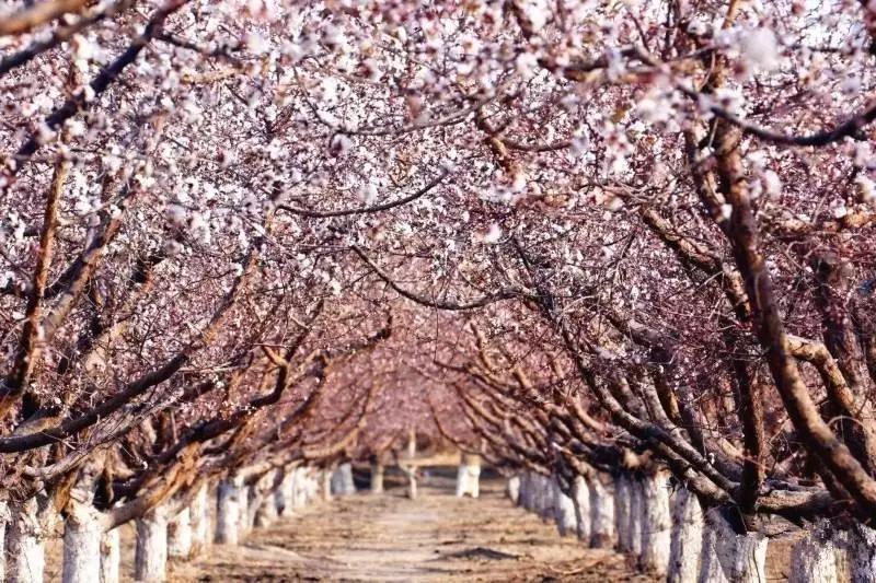 【吐鲁番的疫情情况最新消息/吐鲁番疫情最新数据】