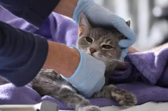 【猫被确诊新冠病毒阳性/猫被确诊新冠病毒阳性能活多久】 【猫被确诊新冠病毒阳性/猫被确诊新冠病毒阳性能活多久】