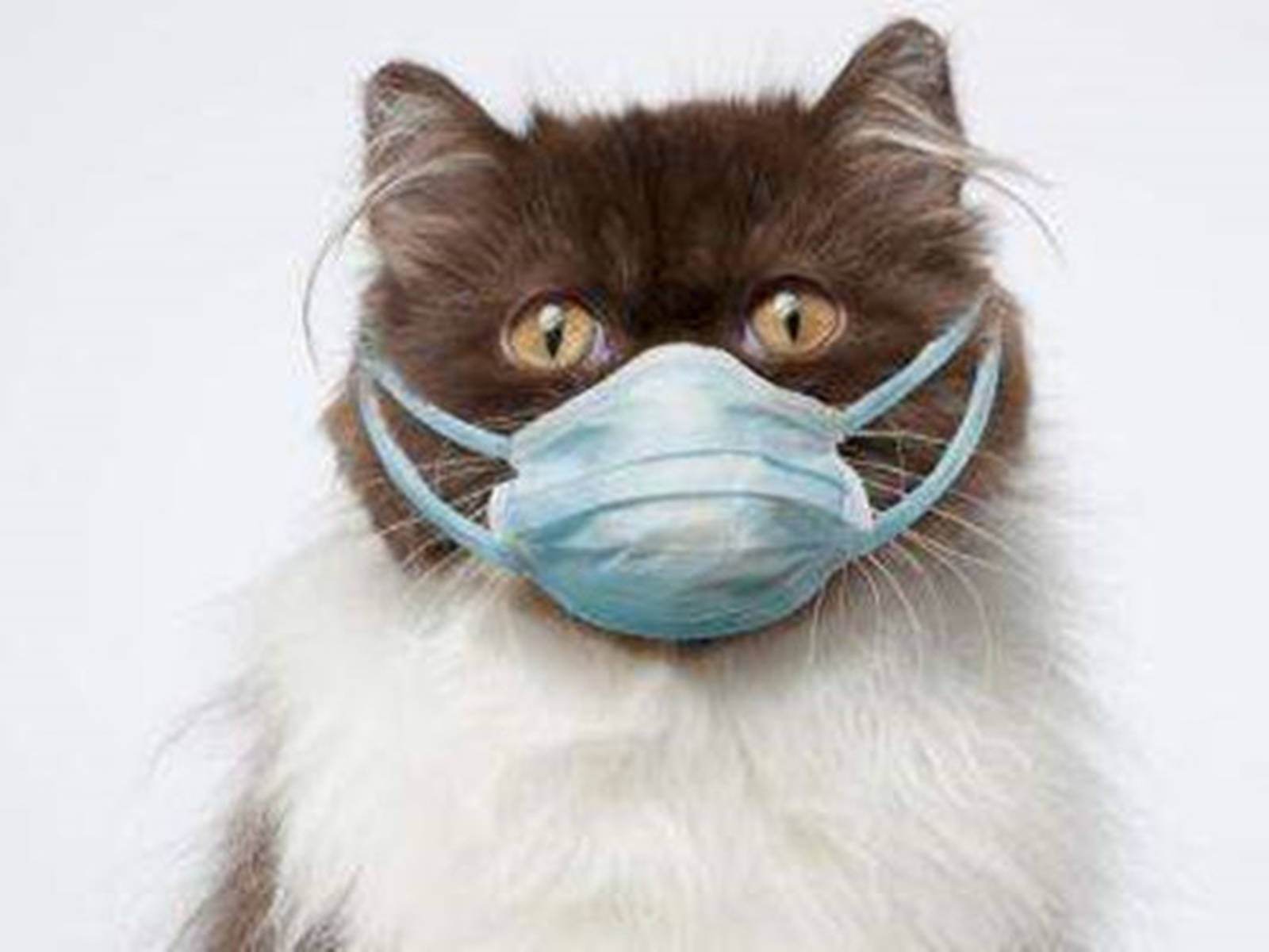 【猫被确诊新冠病毒阳性/猫被确诊新冠病毒阳性能活多久】 【猫被确诊新冠病毒阳性/猫被确诊新冠病毒阳性能活多久】