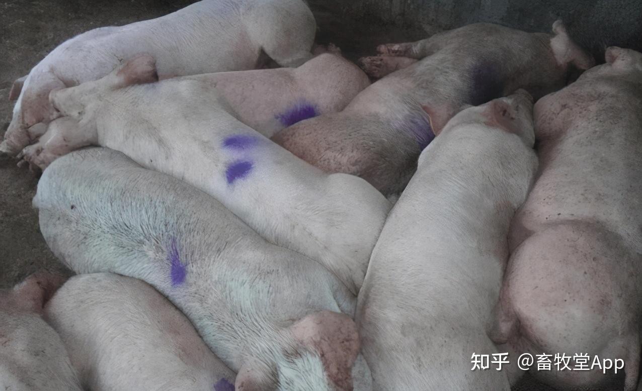 猪流感症状及治疗方法,全面了解与科学应对 猪流感症状及治疗方法,全面了解与科学应对