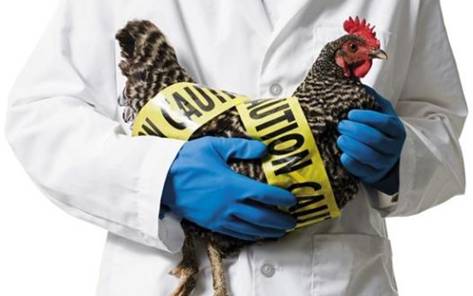 h7n9型禽流感死了多少人/h7n9型禽流感死了多少人啊 h7n9型禽流感死了多少人/h7n9型禽流感死了多少人啊