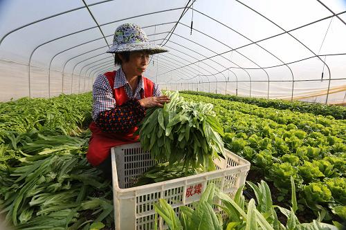 上海菜篮子保卫战,抢种蔬菜8万多亩,全力保障城市供应 上海菜篮子保卫战,抢种蔬菜8万多亩,全力保障城市供应