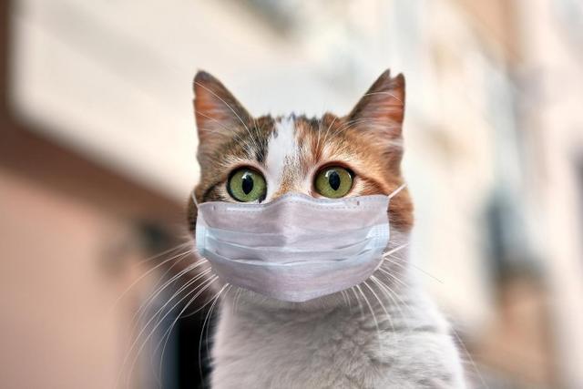 猫会不会感染新冠肺炎(猫咪会感染新冠么) 猫会不会感染新冠肺炎(猫咪会感染新冠么)