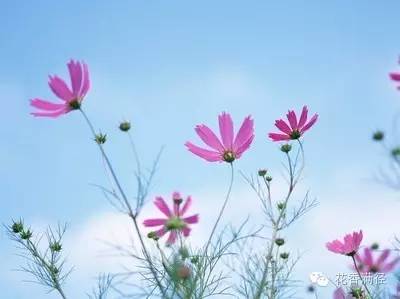 黄杏儿结局如何,一朵凋零在乱世风雨中的花 黄杏儿结局如何,一朵凋零在乱世风雨中的花