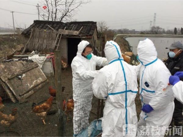 江苏禽流感,科学防控,守护家禽产业与公共卫生安全 江苏禽流感,科学防控,守护家禽产业与公共卫生安全