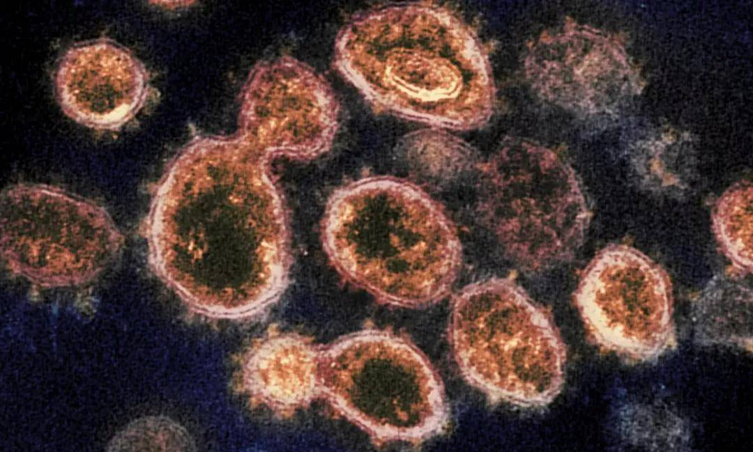 病毒一周变异,看不见的赛跑与人类的应对 病毒一周变异,看不见的赛跑与人类的应对