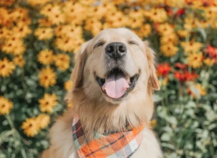 狂犬病发病前兆,潜伏期后的预警期有多久? 狂犬病发病前兆,潜伏期后的预警期有多久?