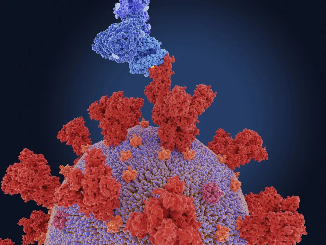 b.1.617变异毒株:变异毒株是什么名字 b.1.617变异毒株:变异毒株是什么名字