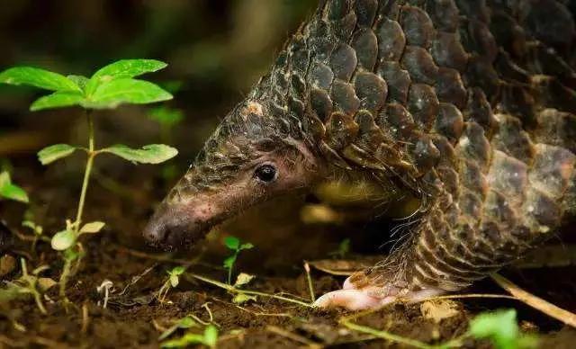 非典是什么动物引起的/非典是什么动物引起的疫情 非典是什么动物引起的/非典是什么动物引起的疫情