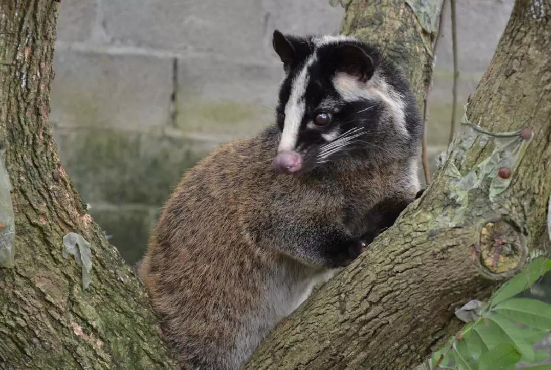 非典是什么动物引起的/非典是什么动物引起的疫情 非典是什么动物引起的/非典是什么动物引起的疫情