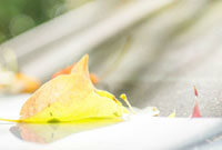 赛尔号雷神雷诺/赛尔号雷诺西 赛尔号雷神雷诺/赛尔号雷诺西