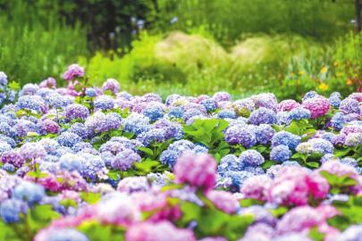 成都，在病毒的阴霾下绽放坚韧之花