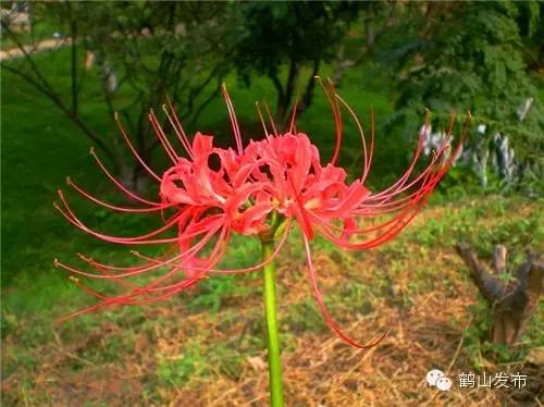 成都，在病毒的阴霾下绽放坚韧之花