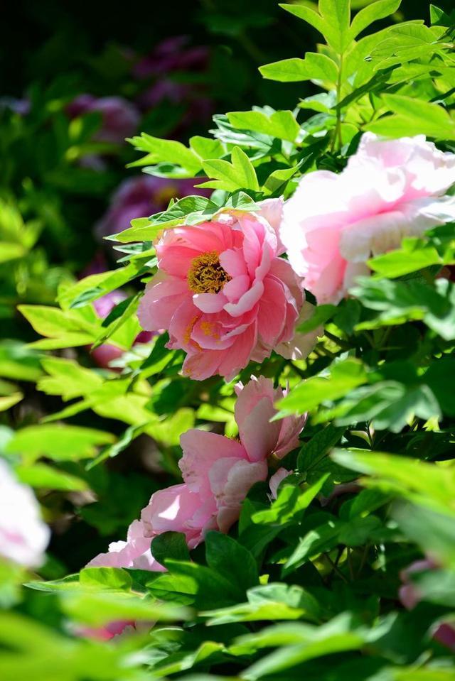 二前惆怅十牡丹打一准确生肖或数字:二前惆怅十牡丹是什么意思