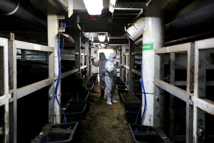 【国庆节去青岛疫情/国庆到青岛旅游回家会被隔离吗】 【国庆节去青岛疫情/国庆到青岛旅游回家会被隔离吗】