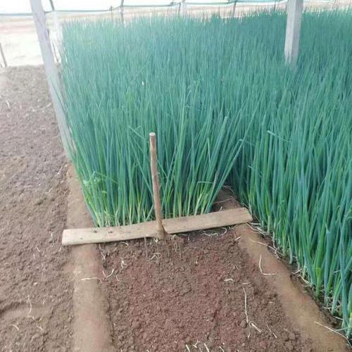 北京地区越冬小葱的种植时间 北京地区越冬小葱的种植时间