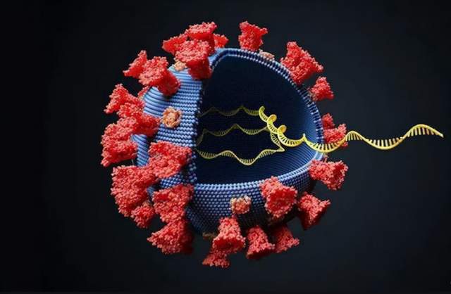 变异新冠病毒病/变异的新冠肺炎病毒 变异新冠病毒病/变异的新冠肺炎病毒