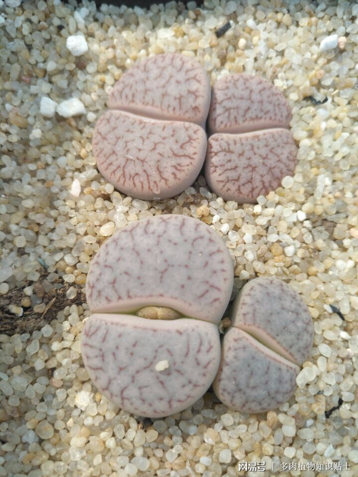 普通的曲玉能干啥 普通的曲玉能干啥