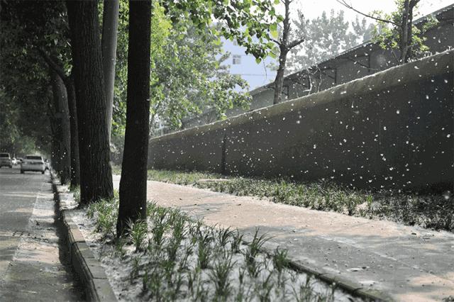 【石家庄这一周的限行/石家庄限行时间都是哪一天呢】 【石家庄这一周的限行/石家庄限行时间都是哪一天呢】