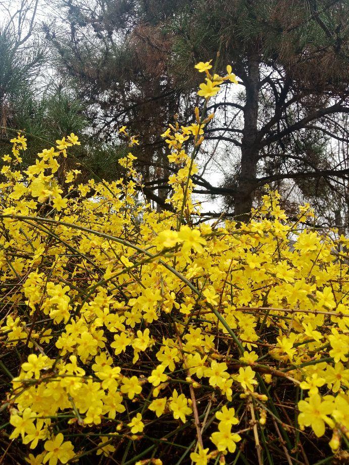 石家庄限号2021，6月份最新限号时间及出行指南