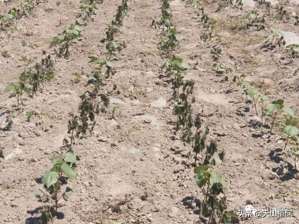 2020年春节天气预报15天查询,提前规划,安心过年 2020年春节天气预报15天查询,提前规划,安心过年