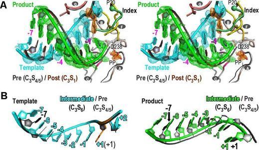 新冠肺炎再变异:新冠肺炎出现变异