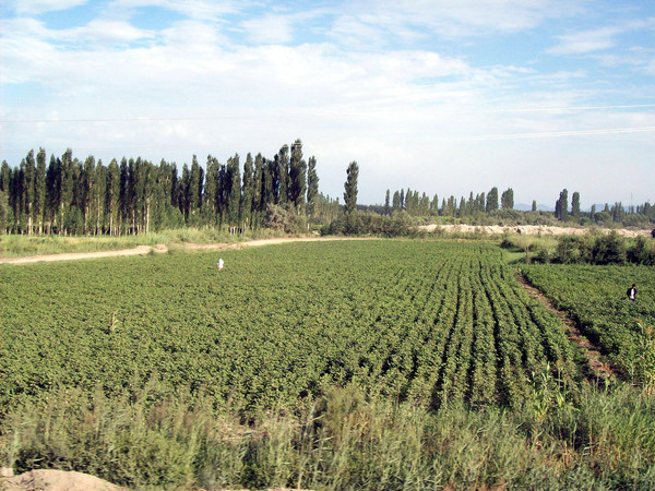 新疆新增耕地，绿洲奇迹与可持续发展之路