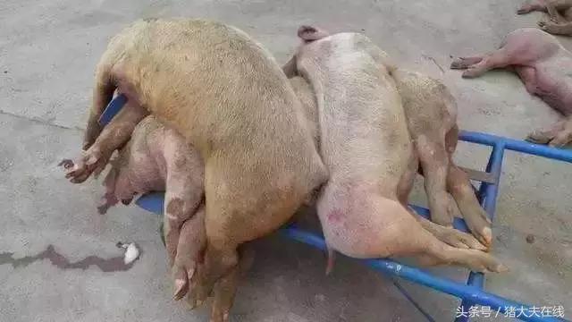 郑州猪瘟是真的吗？事实核查与深度解析