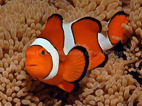 千奇百怪是什么动物/千奇百怪的生肖