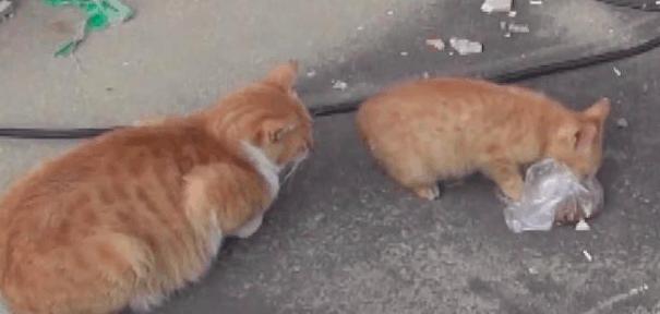 交易猫下载指南,安全高效获取官方正版应用 交易猫下载指南,安全高效获取官方正版应用