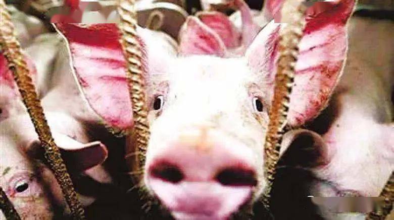 猪流感的典型症状/猪流感的典型症状图片 猪流感的典型症状/猪流感的典型症状图片