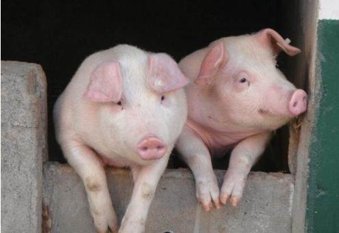 猪流感的典型症状/猪流感的典型症状图片 猪流感的典型症状/猪流感的典型症状图片