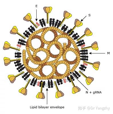 新冠属于自限性疾病/新型冠状病毒属于自限性疾病指的是