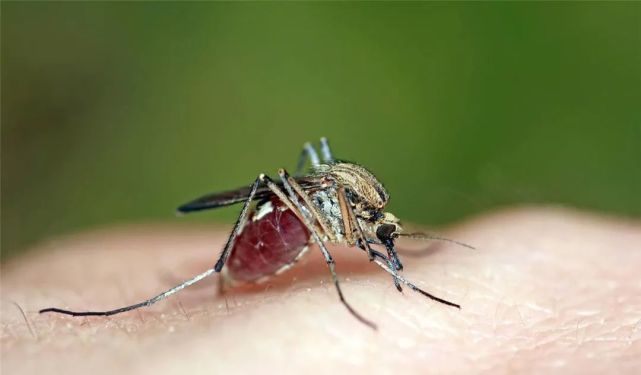 广州疫情蚊子（广州疫情蚊子咬了图片）