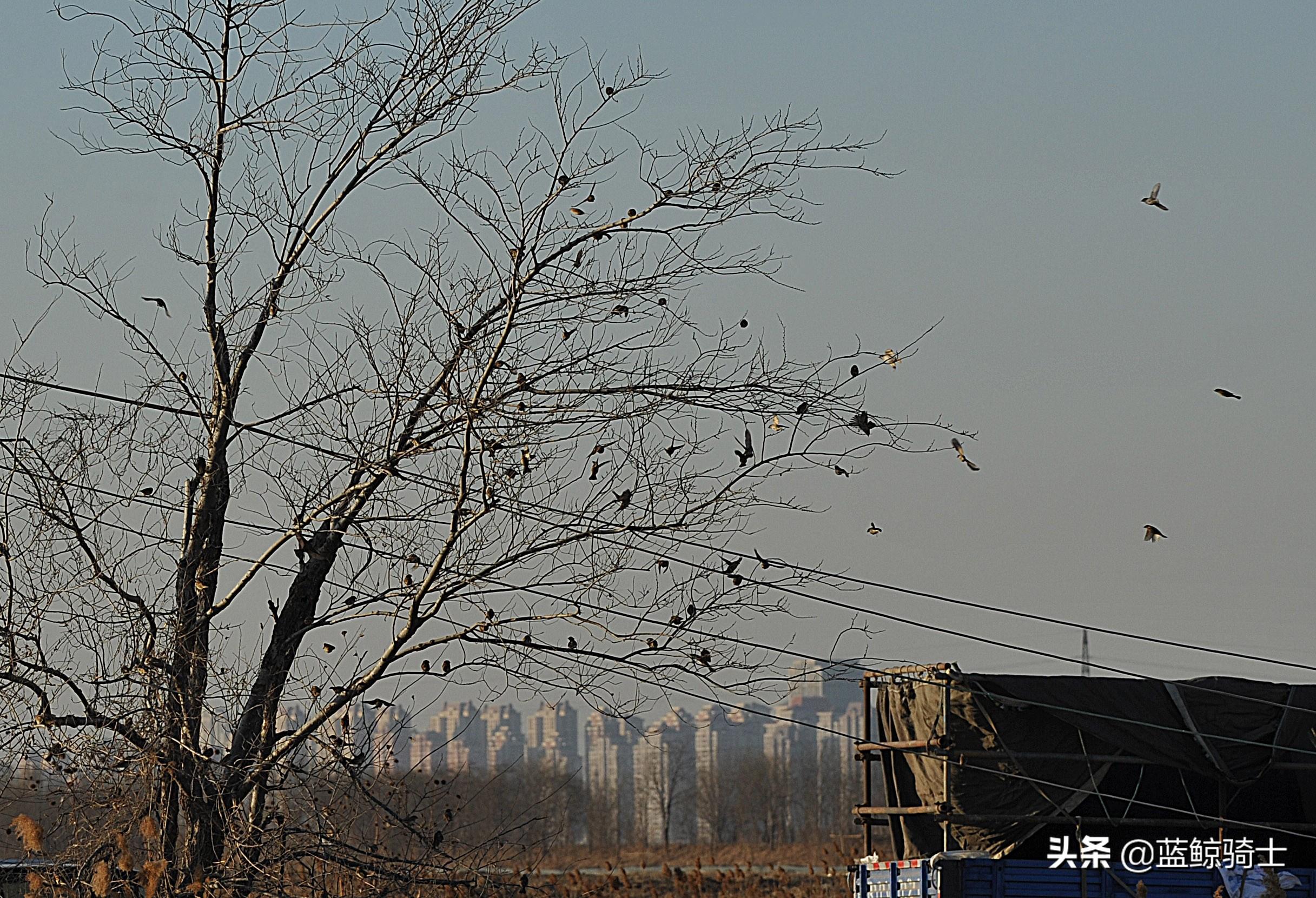 【限号天津外环线可以走吗/限号天津外环线可以走吗现在】