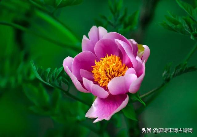 二前惆怅十牡丹是什么意思(二前惆怅十牡丹是什么意思生肖) 二前惆怅十牡丹是什么意思(二前惆怅十牡丹是什么意思生肖)