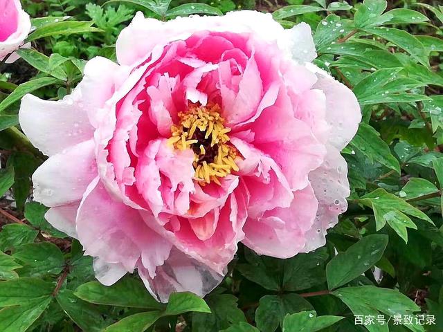 二前惆怅十牡丹是什么意思(二前惆怅十牡丹是什么意思生肖) 二前惆怅十牡丹是什么意思(二前惆怅十牡丹是什么意思生肖)