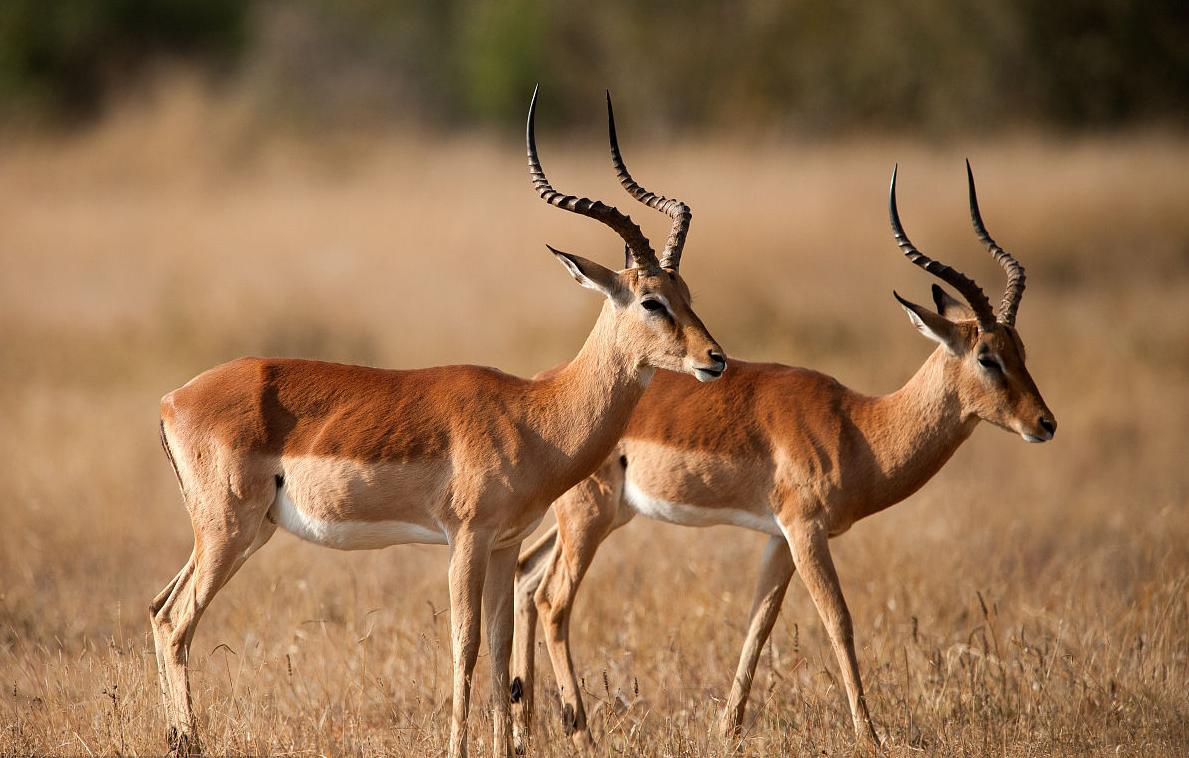 山东炭疽病例详情公布:山东出现炭疽病死亡病例