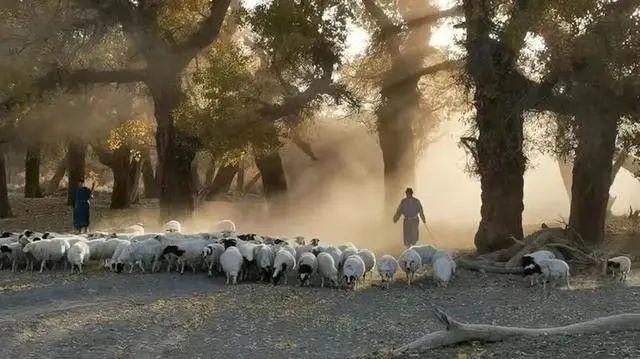 额济纳旗滞留游客近万人/内蒙额济纳旗滞留游客 额济纳旗滞留游客近万人/内蒙额济纳旗滞留游客