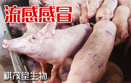 【中国2020年新型猪流感症状,2020新型猪流感的治疗方法】