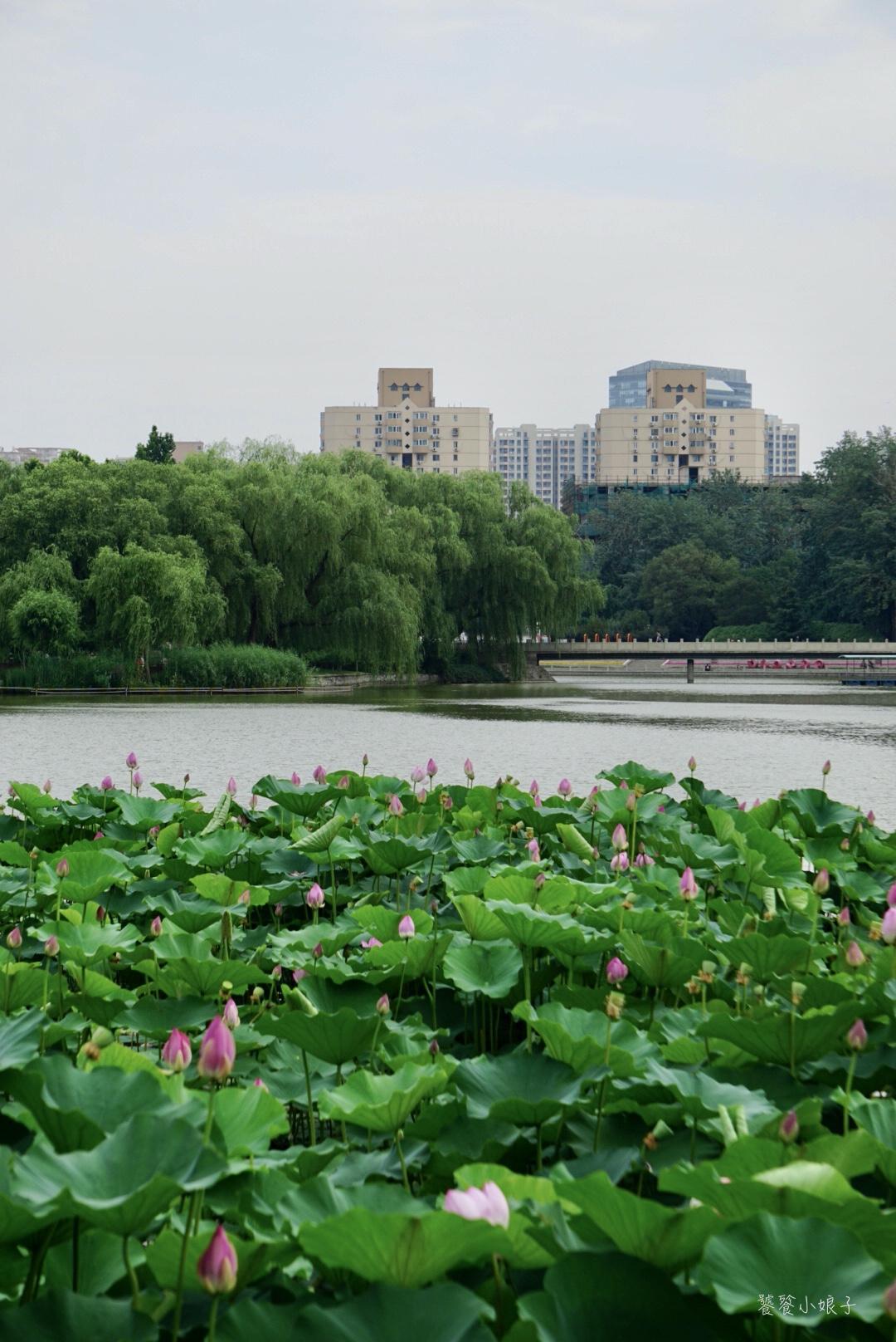 今日北京疫情数据(今日北京疫情公布数据) 今日北京疫情数据(今日北京疫情公布数据)