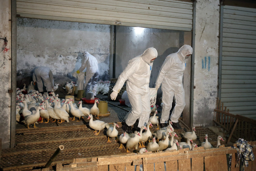 【上海新增禽流感/上海禽流感是哪一年发生的】