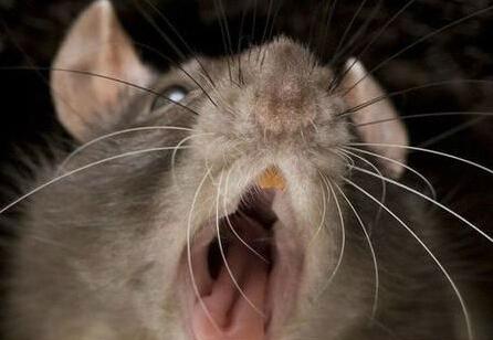 西安出血热疫苗多少钱一针:西安 出血热 西安出血热疫苗多少钱一针:西安 出血热